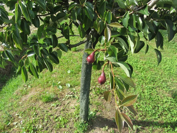 Zwei rote Birnen, die an einem Birnbaum hängen. Toskana, Italien — Stockfoto