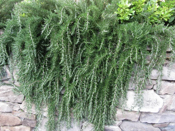 Weeping trailing rosemary plant cascading down a rock wall — Stock Photo, Image