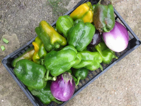 View from above of vegetables in plastic box just hand picked from the garden . There are eggplants or aubergines and bell peppers — Stock Photo, Image