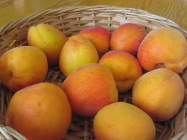 Hasır sepette taze kayısılar.