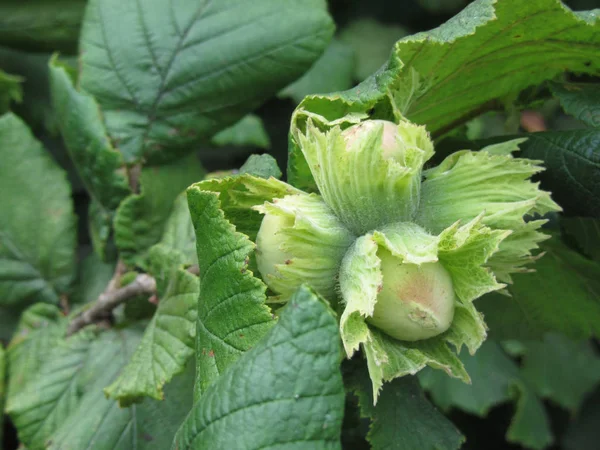 Ağaçta taze yeşil fındıklar yetişiyor (Corylus avellana ) — Stok fotoğraf