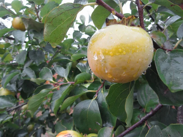 Árbol Kaki Caqui Con Frutos Inmaduros Goteando Lluvia Matutina Toscana — Foto de Stock