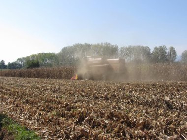 Tarlada ekili mısır mahsulünü birleştirmek