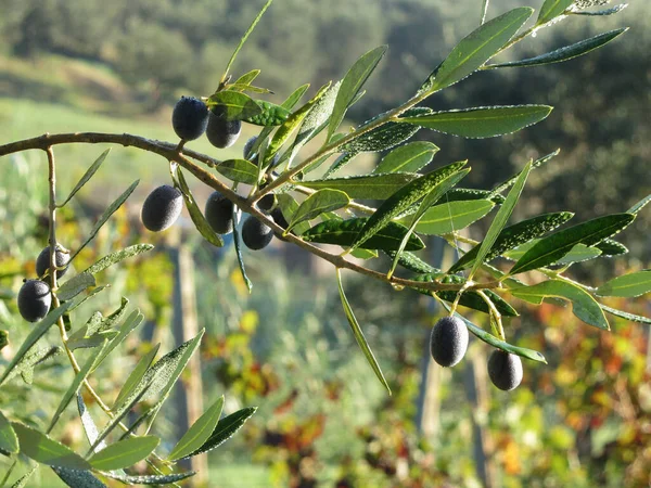 Mediterrane Olijfboomtakken Met Rijpe Olijven Groene Bladeren Gewassen Door Ochtenddauw — Stockfoto