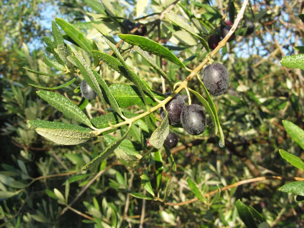 Des Branches Olivier Méditerranéennes Aux Olives Mûres Aux Feuilles Vertes — Photo