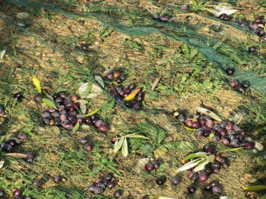 Hasat zamanı internetten zeytin topladım. Toskana, İtalya