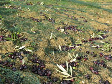 Hasat zamanı internetten zeytin topladım. Toskana, İtalya