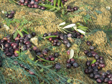 Hasat zamanı internetten zeytin topladım. Toskana, İtalya