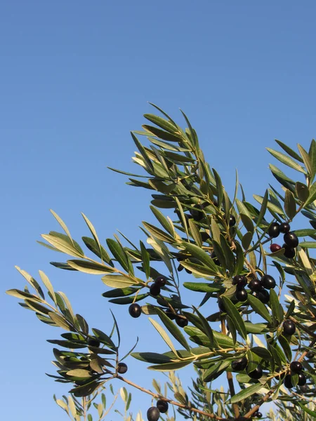Mediterrane Olijfboomtakken Met Rijpe Olijven Groene Bladeren Tegen Blauwe Lucht — Stockfoto