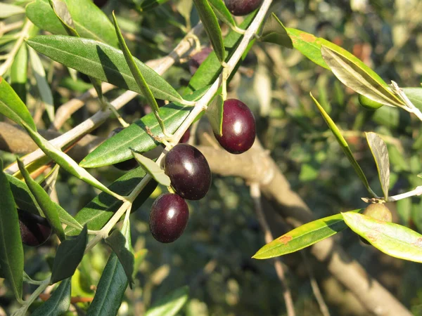 Zweige Mediterraner Olivenbäume Mit Reifen Oliven Und Grünen Blättern Toskana — Stockfoto