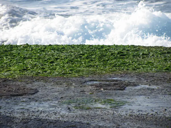 Grüne Algen Und Algen Auf Felsen Mit Meereswellen Hintergrund — Stockfoto