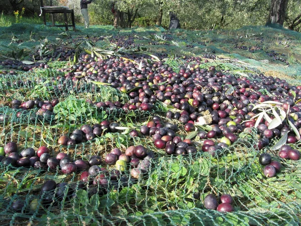 Během Sklizně Síti Sklízely Jen Olivy Farmářem Pozadí Toskánsko Itálie Stock Fotografie