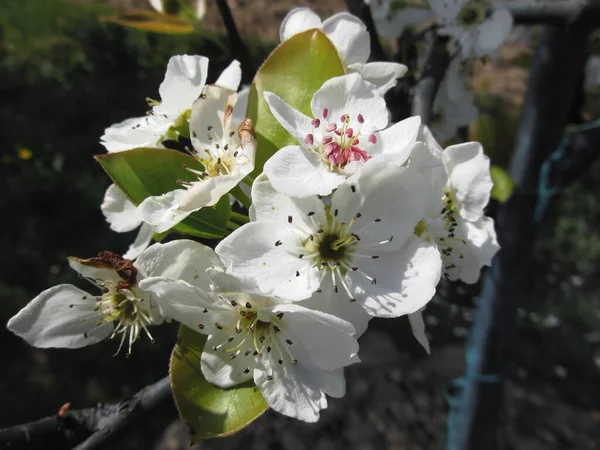 Las Flores Del Peral Primavera Sobre Fondo Oscuro Toscana Italia — Foto de Stock