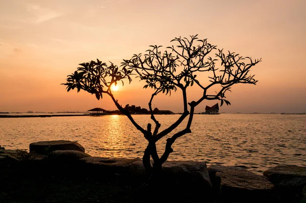 ağaç, Koh Loi Sriracha, Chonburi, Tayland, Thailand, gün batımı sırasında atmosfer silüeti