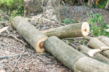 ormansızlaşma, kereste, ağaç kesmek