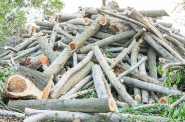 ormansızlaşma, kereste, ağaç kesmek