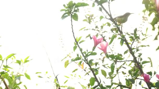 Wren sur l'arbre et manger du nectar de carpelle .