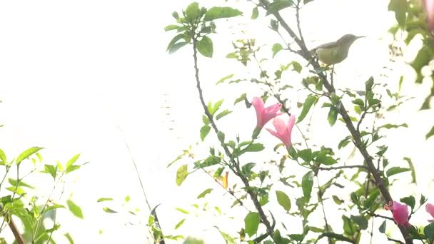 Wren op de boom en eten van de nectar van carpel. — Stockvideo