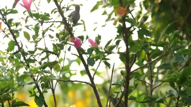 Wren na drzewie i jedzą nektar z słupek. — Wideo stockowe
