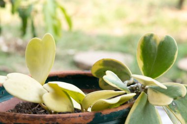 Hoya kerrii Craib (kalp şeklinde bitki), tencerede tatlım Hoya 