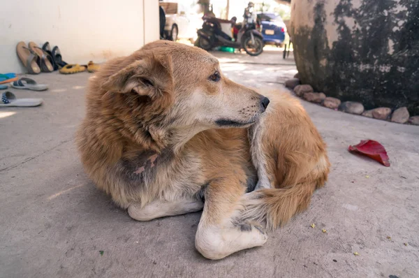 关闭泰国狗, 棕色狗 — 图库照片