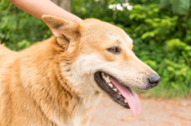 kahverengi köpek ve çocukların el