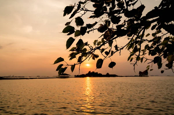 Silhouette of tree, The atmosphere during sunset at Koh Loi Sriracha,Chonburi,Thailand — Stock Photo, Image