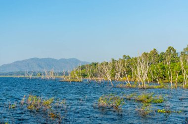 Bang Phra rezervuar Sriracha, Chonburi, Tayland, Thailand, suda kuru ağaç.