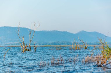 Bang Phra rezervuar Sriracha, Chonburi, Tayland, Thailand, suda kuru ağaç.