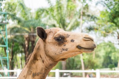 deve seçici odak göz başkanı