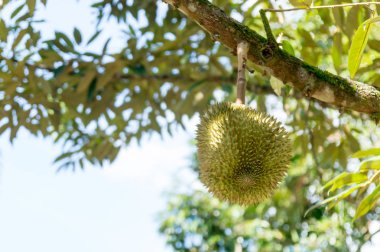 Taze durian olan ağaç üzerinde