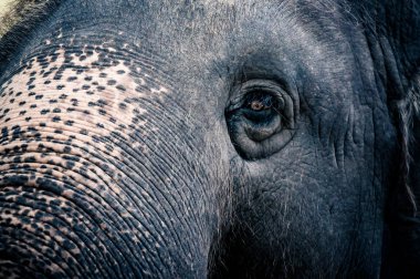 elephen seçici odak göz başkanı