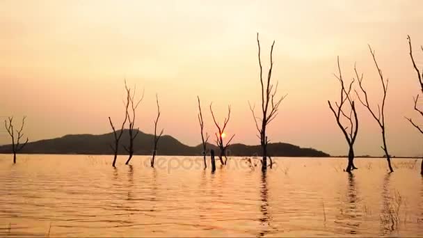 Ampliar la silueta de lapso de tiempo del árbol seco en el agua en el embalse Bang Phra en la puesta del sol, distrito de Sriracha, Chonburi, Tailandia . — Vídeo de stock