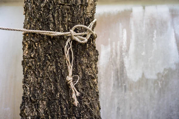 Brown Rope Amarrado Torno Uma Árvore — Fotografia de Stock
