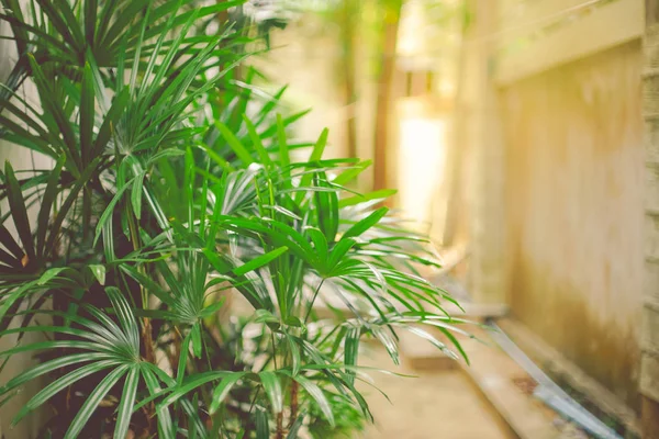 Palmeiras de bambu / areca no jardim como fundo de parede com — Fotografia de Stock