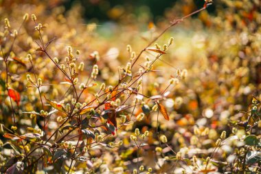 yumuşak ışık sesi ve yumuşak odak soyut doğa arka plan zekâ