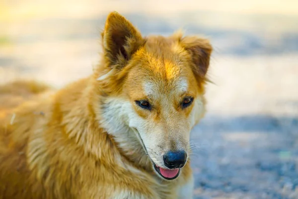 Portraitaufnahme Eines Entzückenden Jungen Thailändischen Braunen Hundes Mit Sonnenlicht — Stockfoto