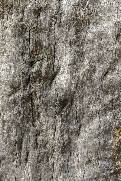 老橡树树皮质感 — 图库照片