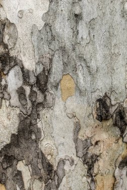 Çok eski ve çok büyük Londra Uçak Ağacı 'nın eşsiz dokusu