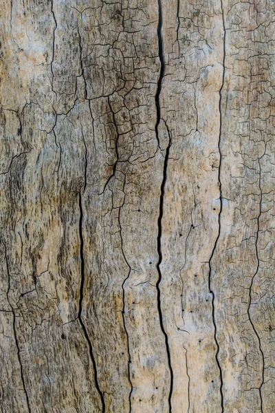 古いオークの木の樹皮の質感 — ストック写真