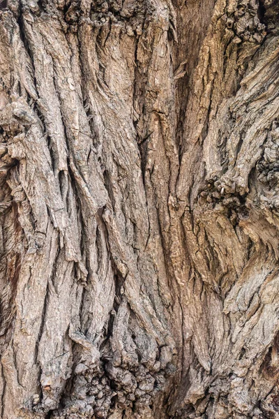 Textura Casca Árvore Muito Antiga Árvore Salgueiro — Fotografia de Stock