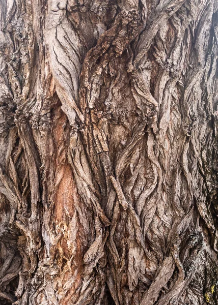 Υφή Φλοιού Δέντρου Από Πολύ Παλιό Δέντρο Ιτιάς — Φωτογραφία Αρχείου