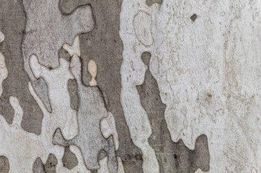 Eski Londra Uçak Ağacı 'nın dokusu