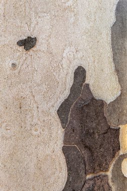 Eski Londra Uçak Ağacı 'nın dokusu