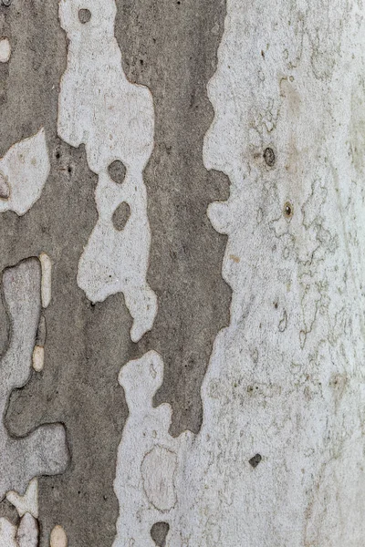 Texture of Old London Plane Tree