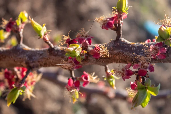 Bloom kayısı dalı