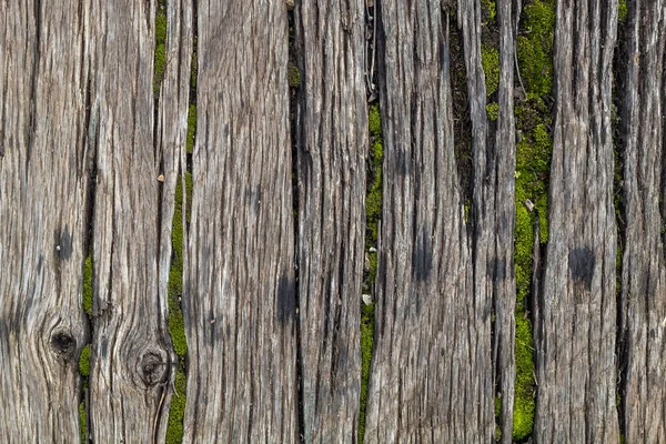 苔で古い風化した木目 — ストック写真