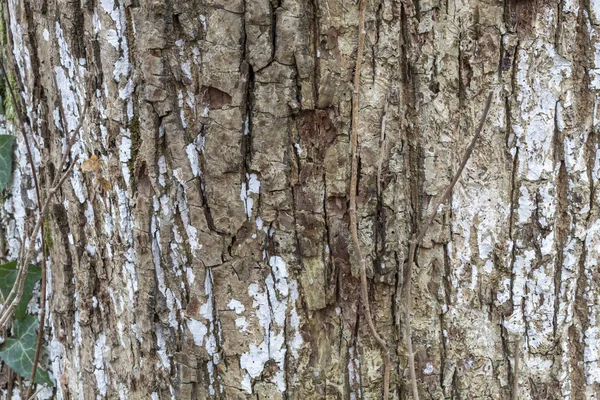 Close Brownish Tree Bark Υφή — Φωτογραφία Αρχείου