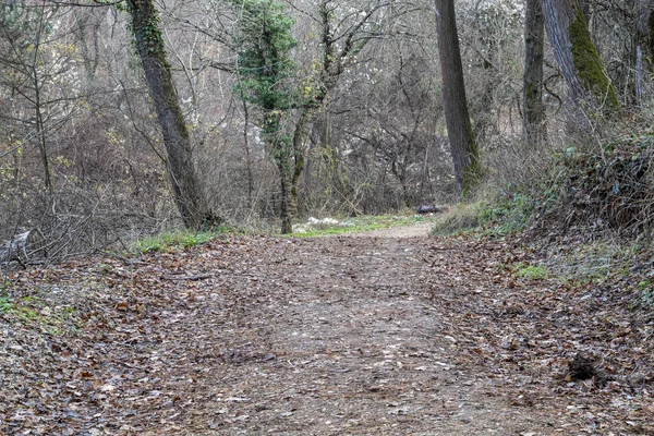 Sentiero Nella Foresta Con Alberi Che Girano Destra — Foto Stock