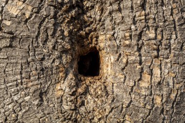Yaşlı Yıpranmış Ağaç Kabuğu dokusu